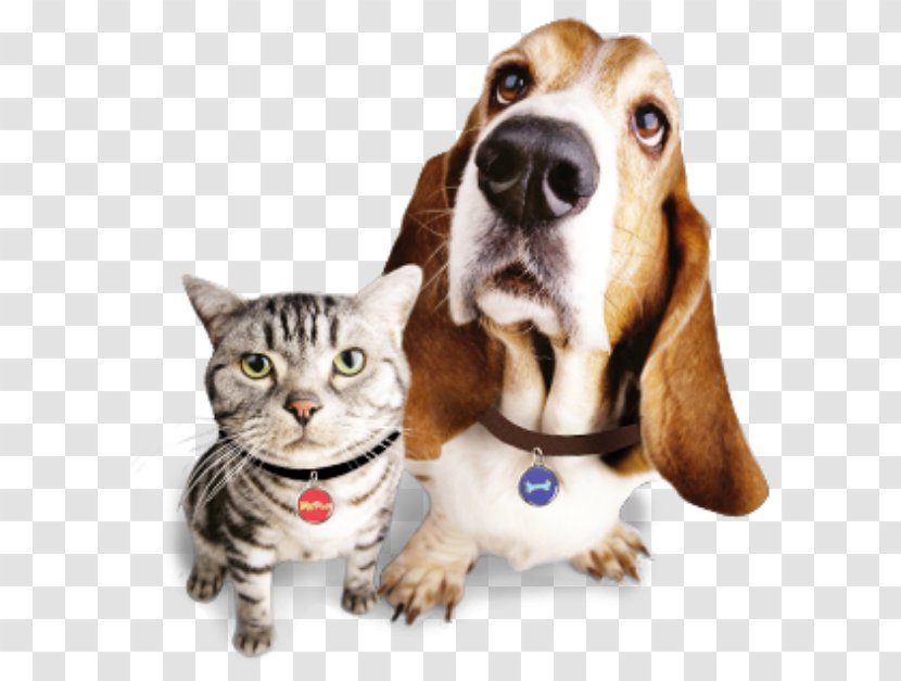 Dog Licence Cat Pet Tag - Dogcat Relationship Transparent PNG