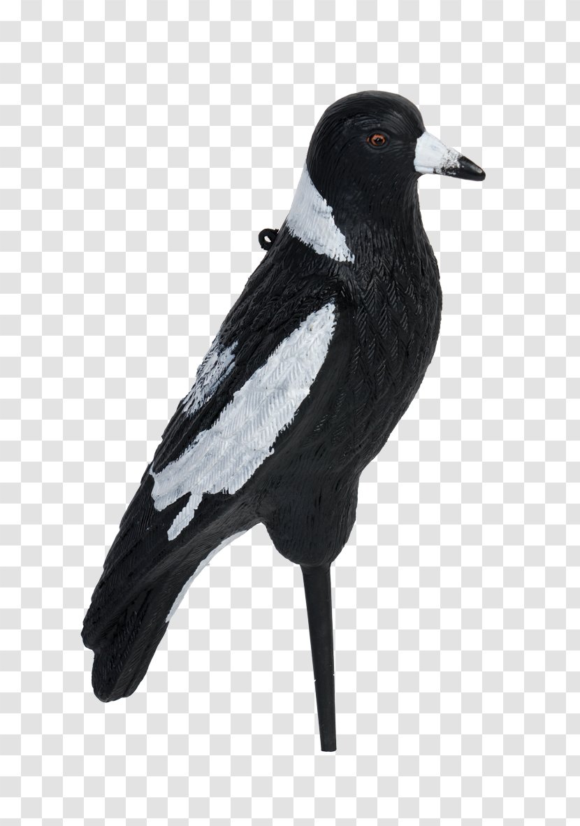 Eurasian Magpie Beak Feather - Wing Transparent PNG