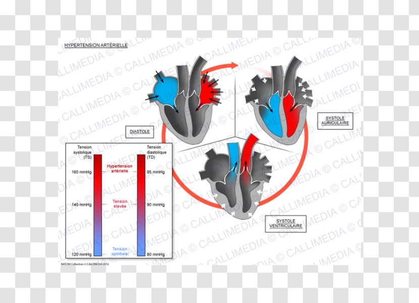 Systole Hypertension Heart Diastole Cardiology - Cardiovascular Disease Transparent PNG