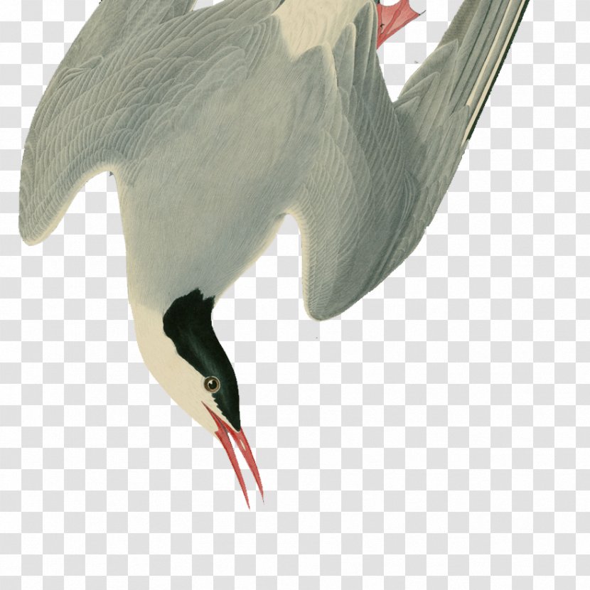 Water Bird White Stork Beak - Cartoon - Falling Feathers Transparent PNG
