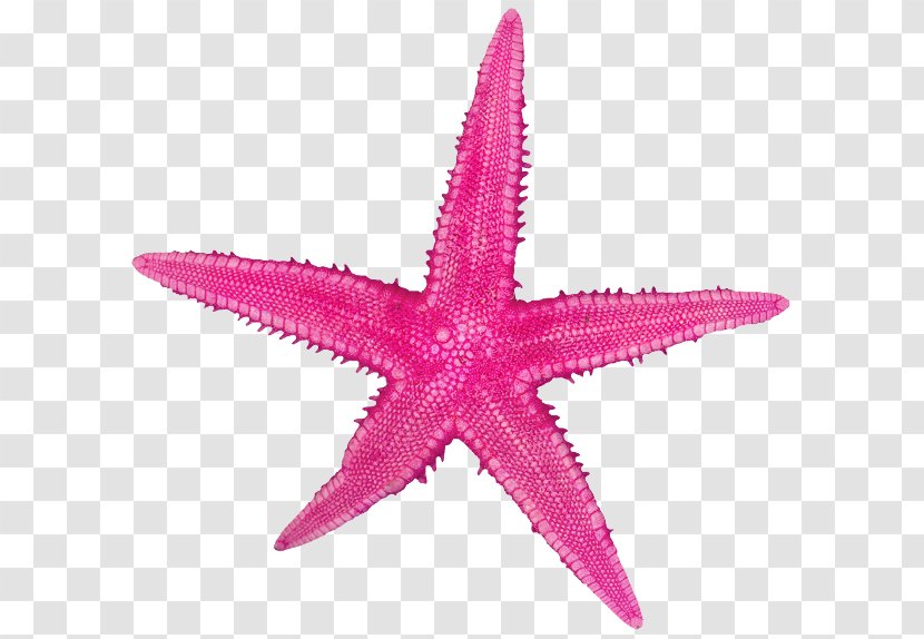 Starfish - Magenta - Ocean Material Can Not Pull The Pattern Transparent PNG