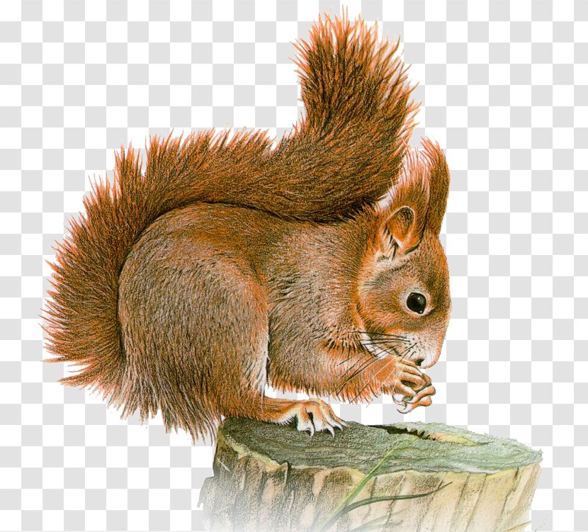 Eastern Gray Squirrel Red Clip Art - Image File Formats - Sky Transparent PNG