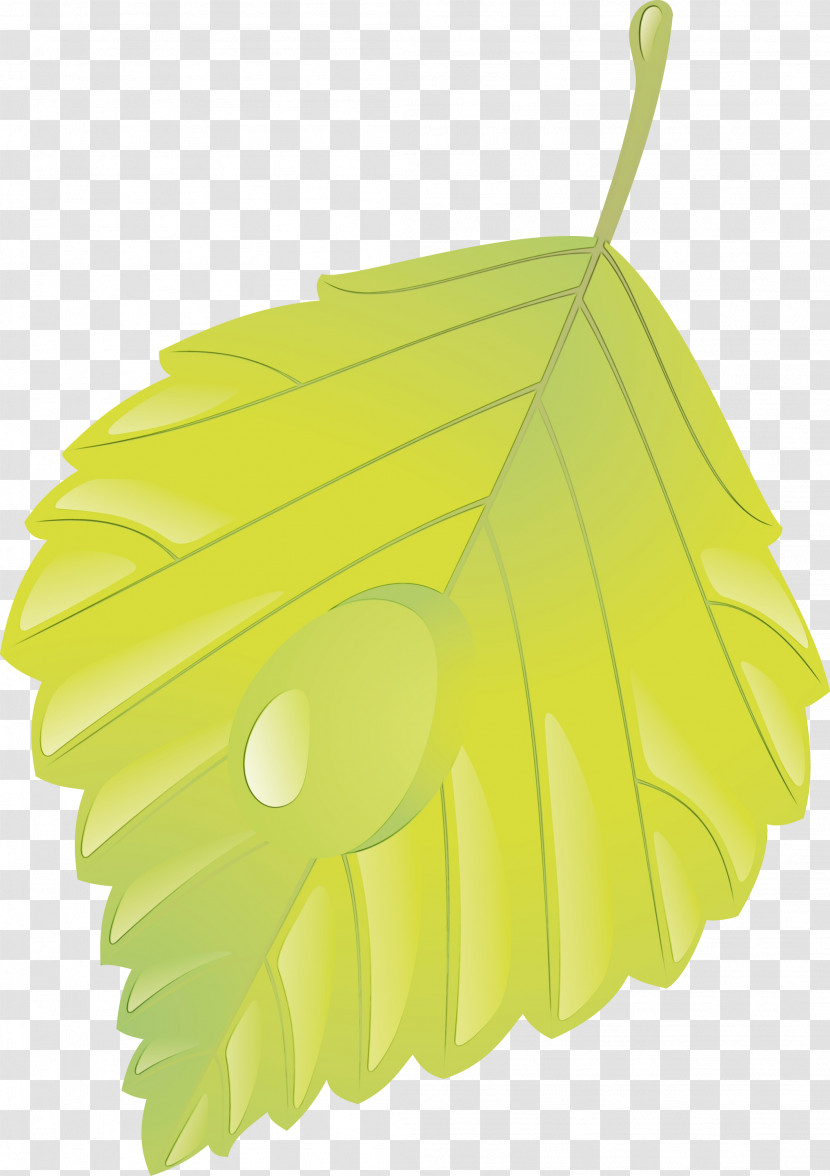 Leaf Green Yellow Tree Plant Transparent PNG