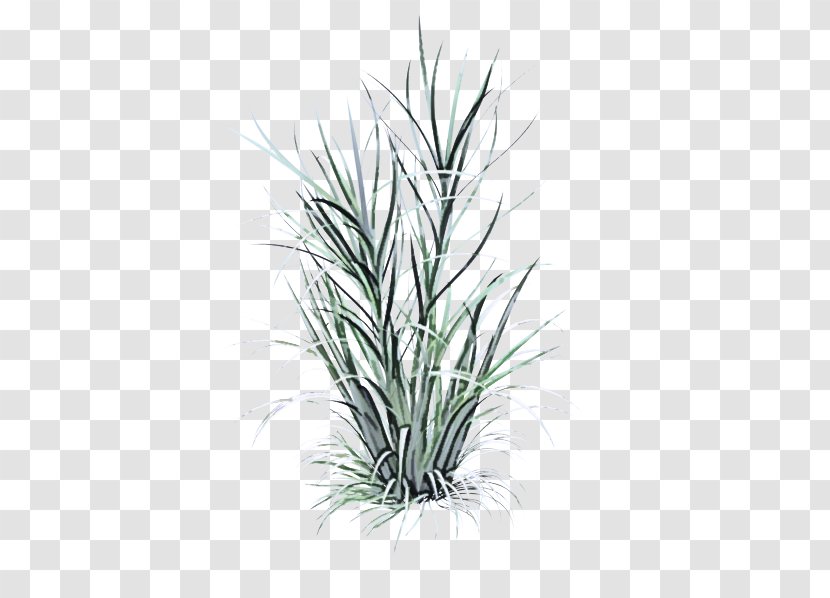 Grass Plant Yucca Family Flower - Herb Flowering Transparent PNG
