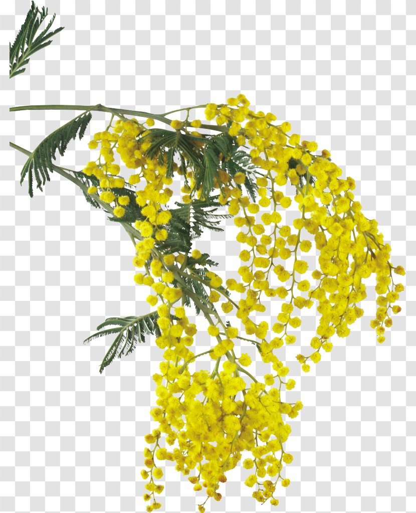 Mimosa Salad Flower Acacia Dealbata Clip Art - Bouquet Transparent PNG