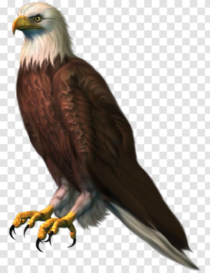 Bald Eagle Clip Art Image - Royaltyfree Transparent PNG