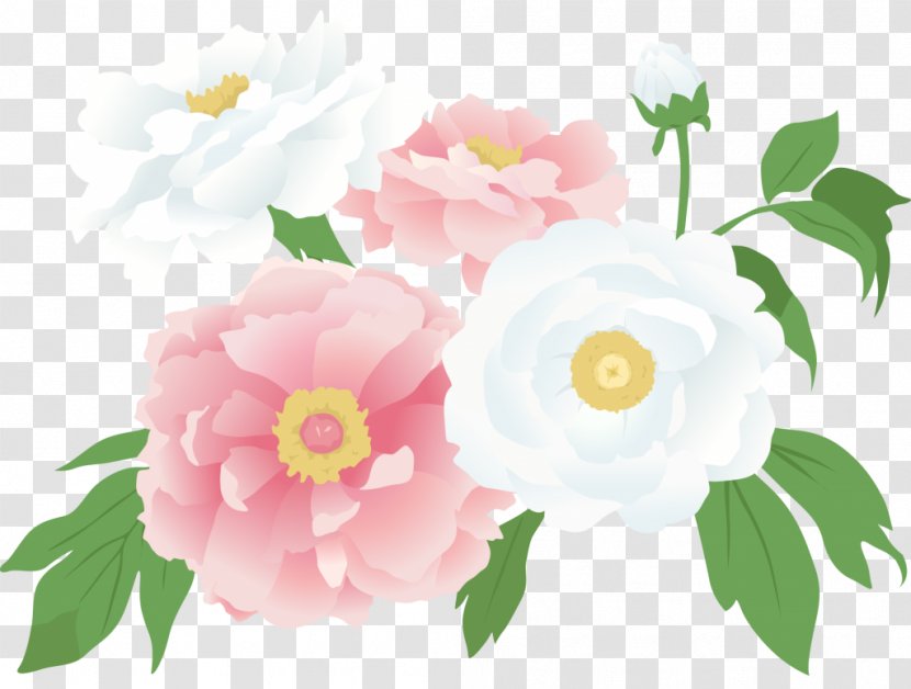 Garden Roses Inheritance Tax Peony - Theaceae - Flower Drawing Transparent PNG