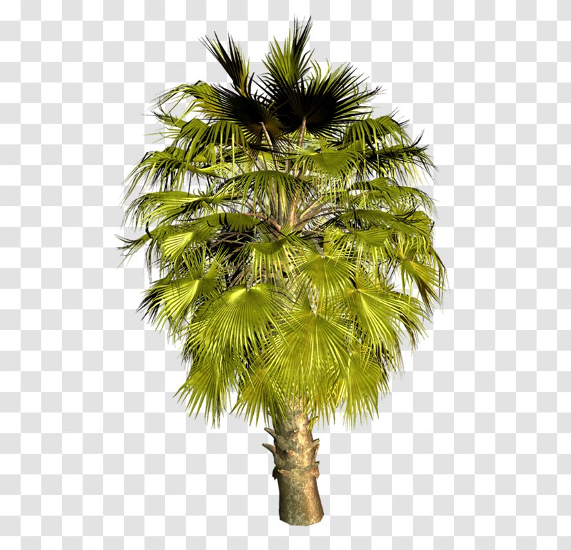 Asian Palmyra Palm Arecaceae Babassu Coconut Oil Palms - Areca - Ay Transparent PNG