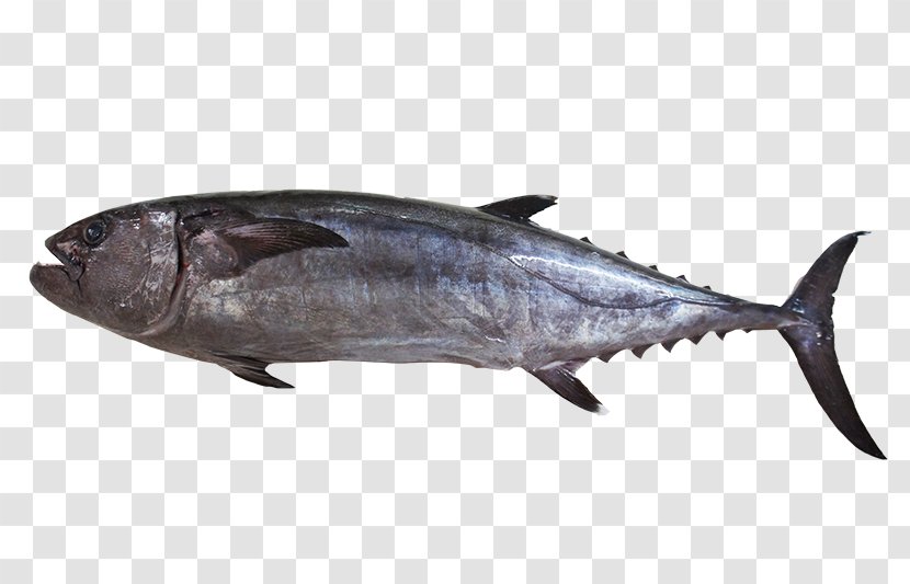 Thunnus Mackerel Dogtooth Tuna Yellowfin Oily Fish - Fishery - Bonito Transparent PNG
