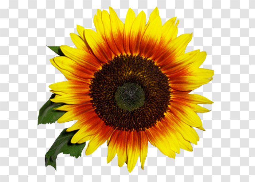 Common Sunflower Clytie Clip Art - Seed Transparent PNG