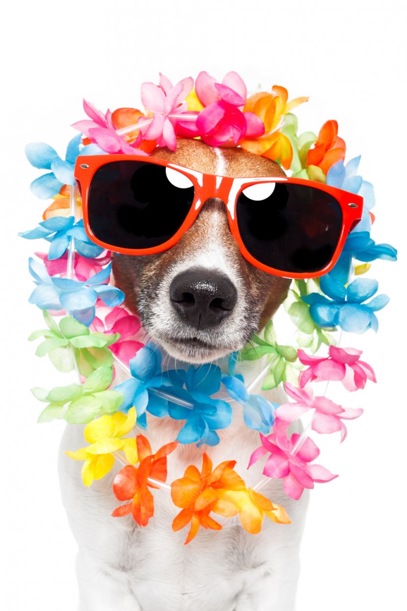 Jack Russell Terrier Puppy Stock Photography Lei Sunglasses - Vacation Transparent PNG