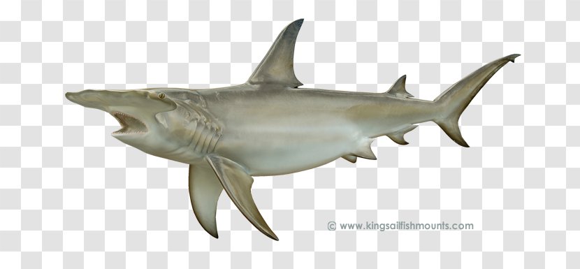 Great White Shark Hammerhead Smooth Scalloped - Bull Transparent PNG