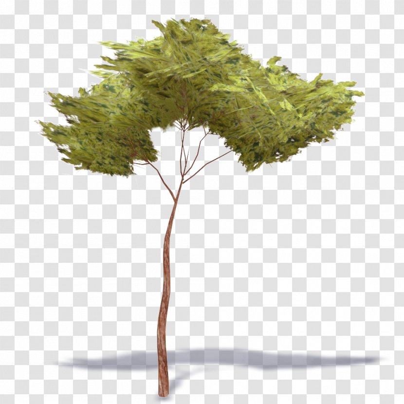 Stone Pine Tree Woody Plant Populus Nigra - Dwg Transparent PNG