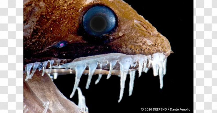 Deep Sea Creature Viperfish Deep-sea Dragonfish Bathyal Zone Transparent PNG