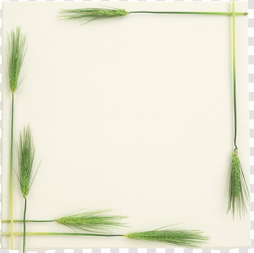 Picture Frames Photography - Drawing - Wheat Transparent PNG