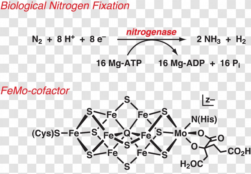 Nitrogen Fixation Nitrogenase Biology Bacteria - Silhouette - Molecular Transparent PNG
