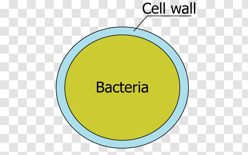 Cell Wall Bacterial Structure Flagellum Plant Chloroplast Transparent Png