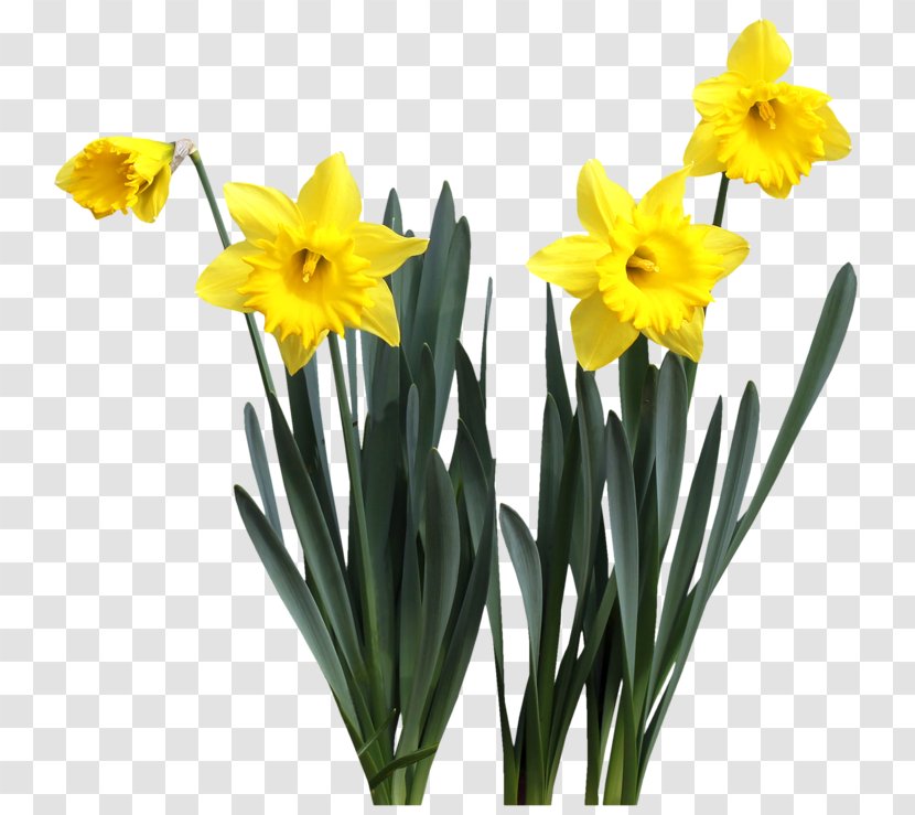 Daffodil Cut Flowers Plant Stem Spring - Yellow - Flower Transparent PNG