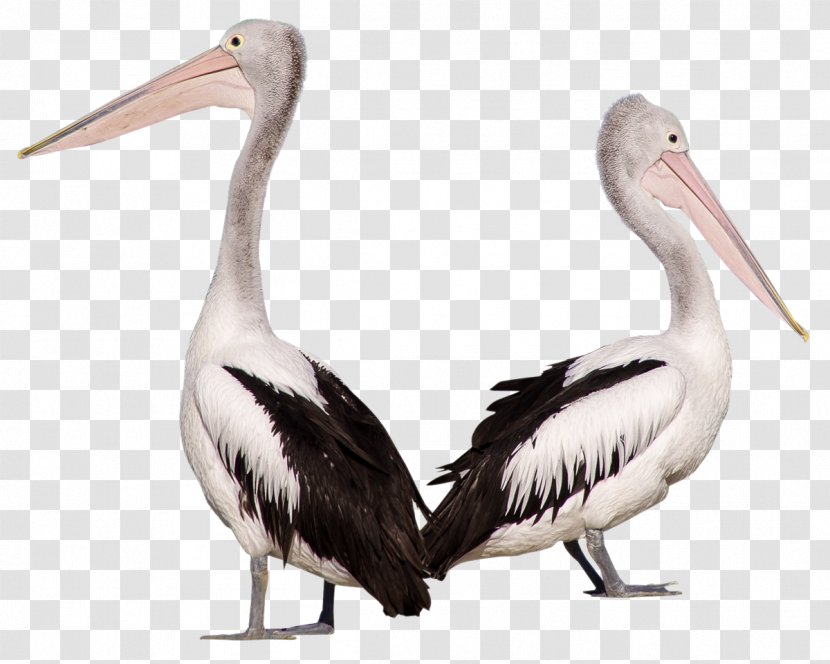 Pelican Bird - Cygnini - Pelecaniformes Transparent PNG