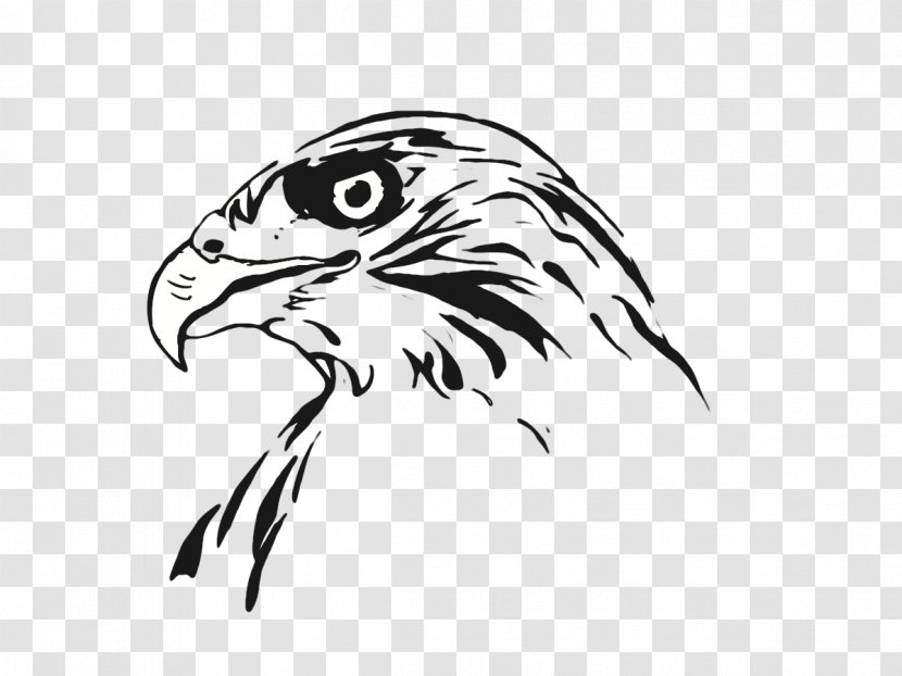 Drawing Bird Line Art Hawk - Owl Transparent PNG