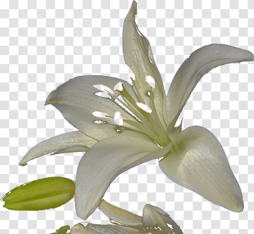 White Lily Flower - Family - Stargazer Transparent PNG