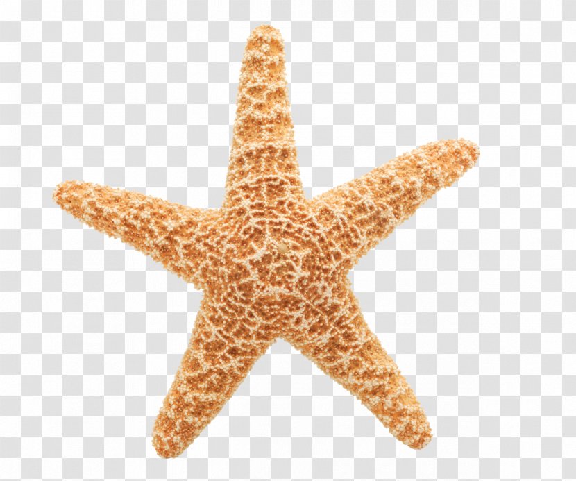 Animation Starfish Clip Art - Giphy - Stars Transparent PNG