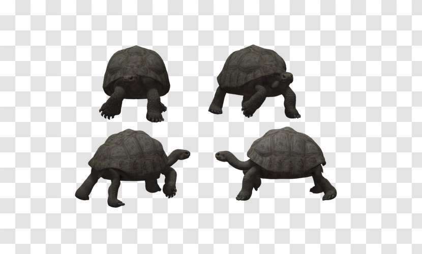 Tortoise Turtle Reptile - Terrestrial Animal - Crawling Stone Design Transparent PNG
