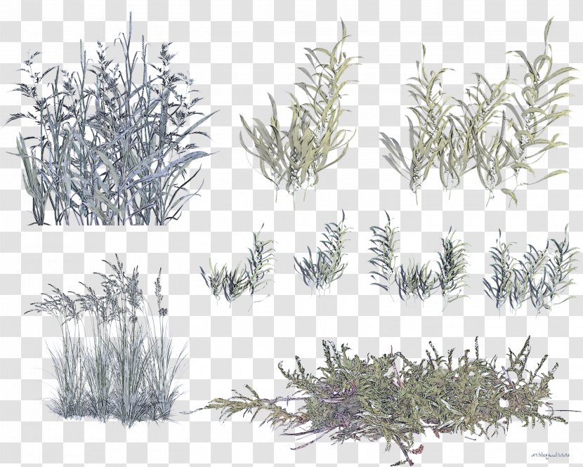 White Pine Aquarium Decor Grass Plant Red Juniper - Family - Tree Transparent PNG