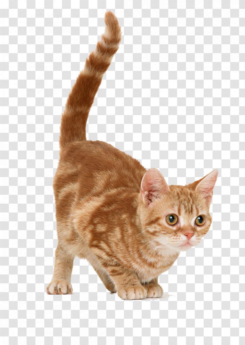 Cat Kitten Mouse Dog Transparent PNG