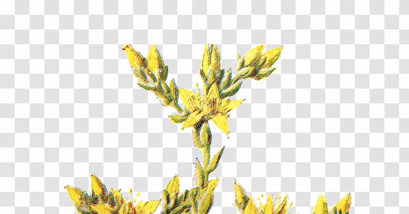 Wildflower Clip Art - Grass - Flower Wall Transparent PNG