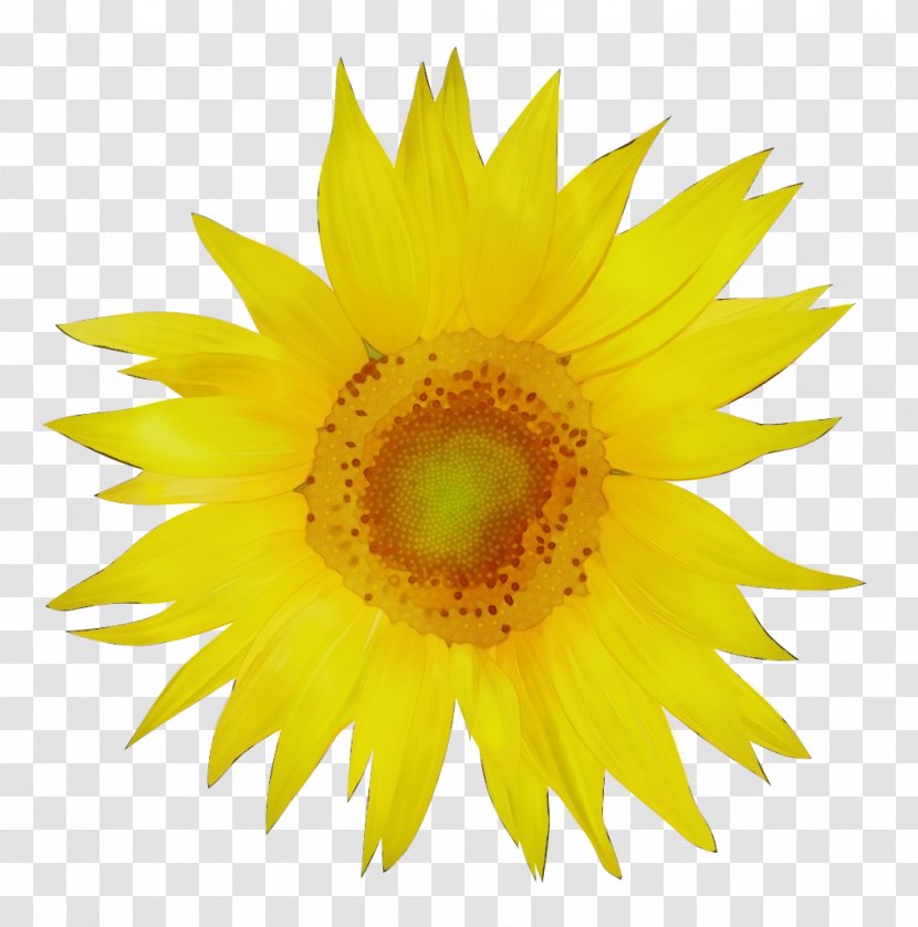 Drawing Of Family - Logo - Wildflower Daisy Transparent PNG