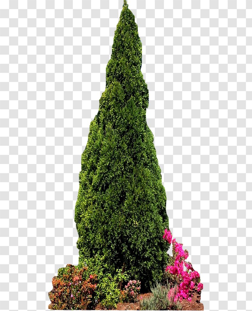 Conifers Pine Evergreen Fir Tree - Coniferous Plants Transparent PNG