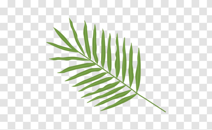 Palma Leaf Arecaceae Clip Art - Grass - Palm Leaves Transparent PNG
