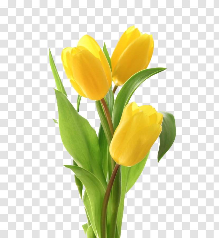 Tulip Flower Bouquet Greeting Card - Stock Photography - Tulips Photos Transparent PNG