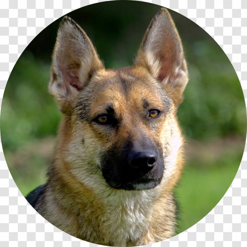 Old German Shepherd Dog King East-European Shiloh Kunming Wolfdog - Tamaskan - Carnivoran Transparent PNG