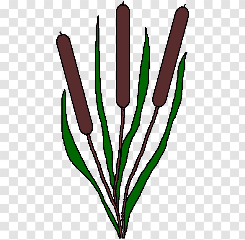 Aquatic Plants Pond Clip Art - Plant Stem - Flowering Transparent PNG