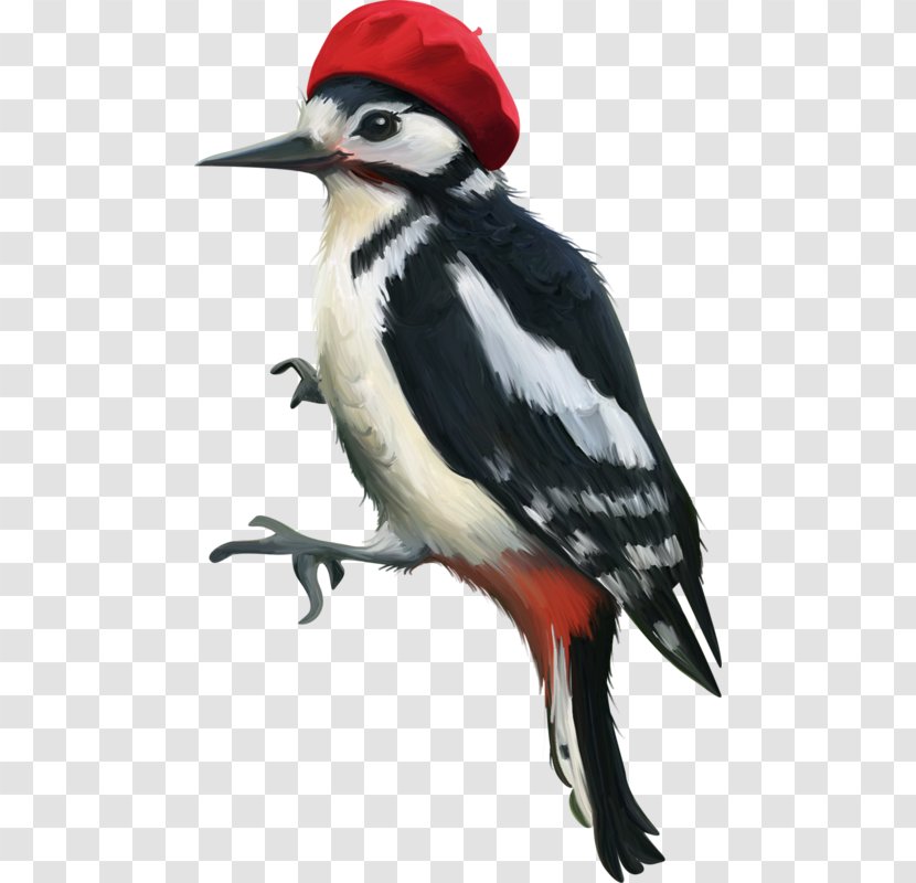 Woody Woodpecker Bird - Drawing - Painted Red Hat Transparent PNG