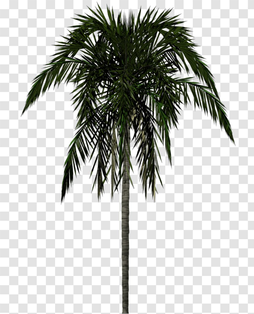 Arecaceae Tree 3D Modeling - Plant - Palm Transparent PNG