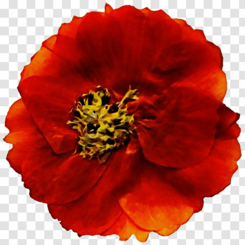 Orange - Poppy Family Cut Flowers Transparent PNG
