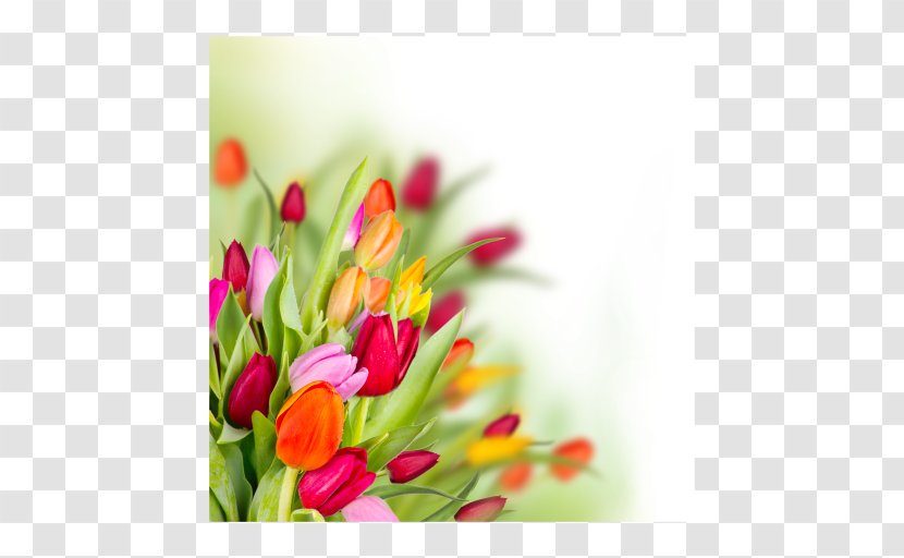 Tulip Butterfly Flower Bouquet Floral Design - Photography Transparent PNG