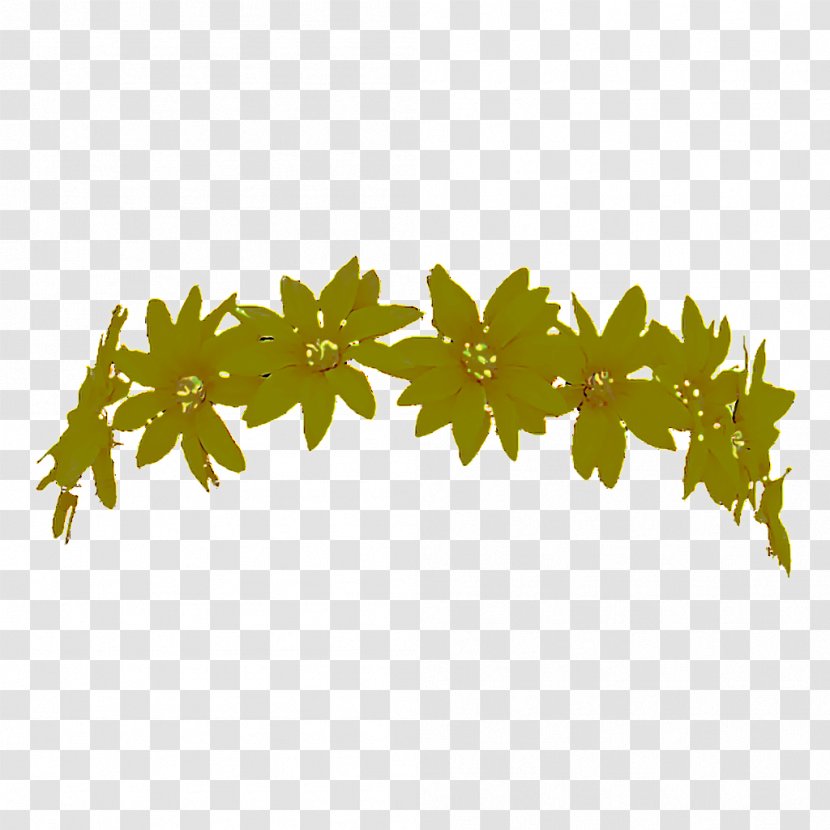 Plane - Branch - Black Maple Transparent PNG