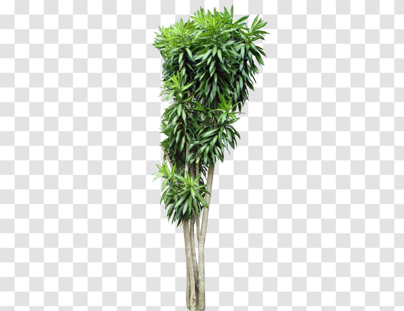 Trunk Dracaena Tree Shrub Tropical Woody Bamboos - Palm - Reflexa Transparent PNG