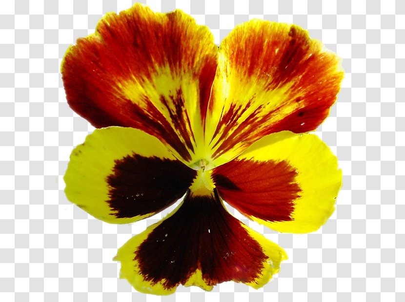 Pansy - Flower - Viola Transparent PNG