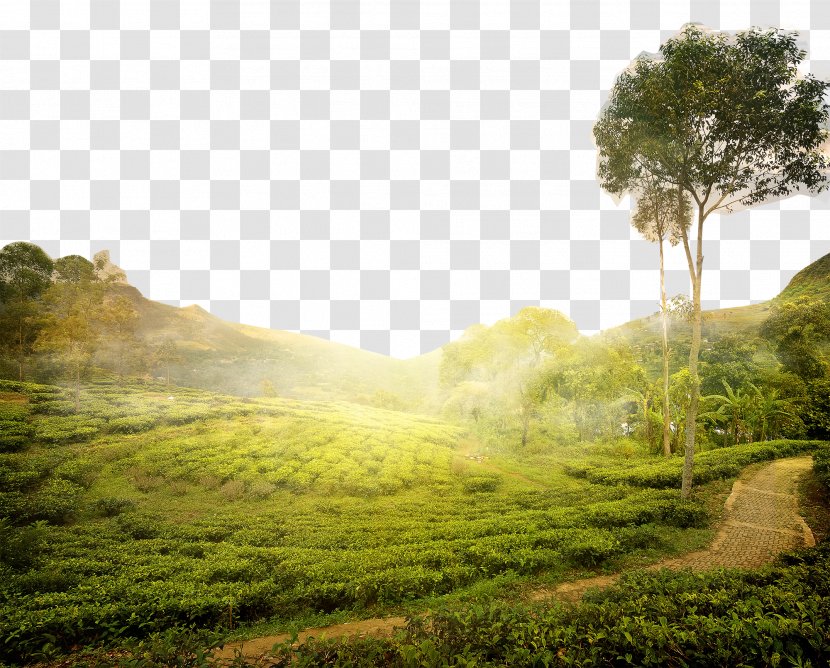 Tea Production In Sri Lanka Stock Photography Royalty-free - Pasture - Qinhuangdao Sun Under The Mountain Transparent PNG