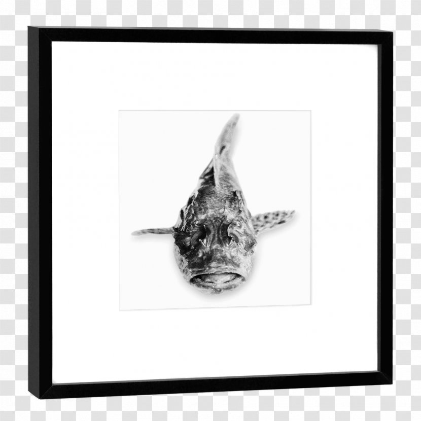 Monochrome Photography Giraffe Drawing - Picture Frame - Snapper Transparent PNG