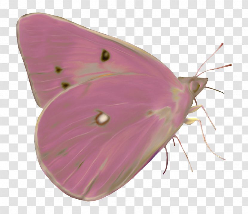 Butterfly Moth Paper - Arthropod Transparent PNG