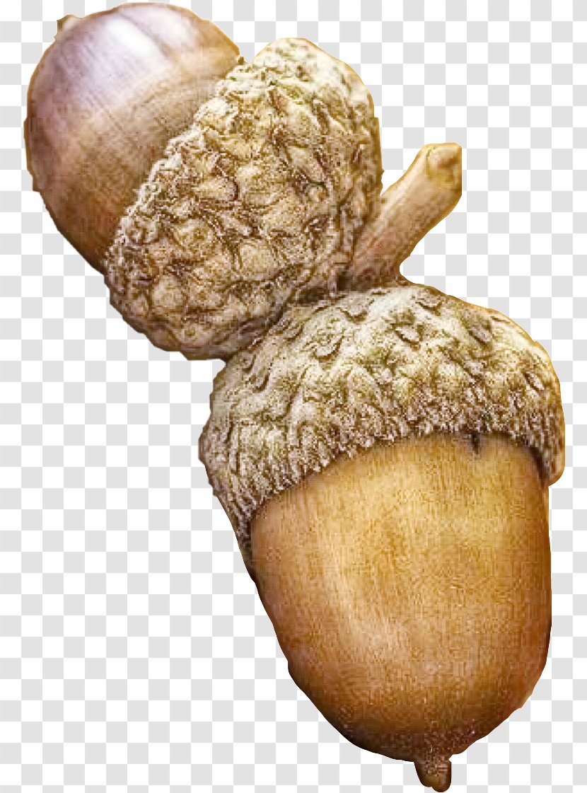 Nut Acorn Plant Vegetable Nuts & Seeds Transparent PNG
