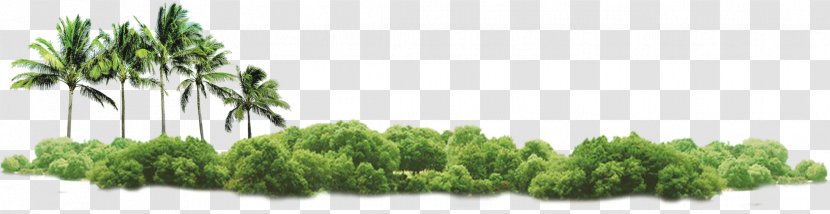 Tree Coconut - Text - Trees, Green, Creative Taobao Transparent PNG