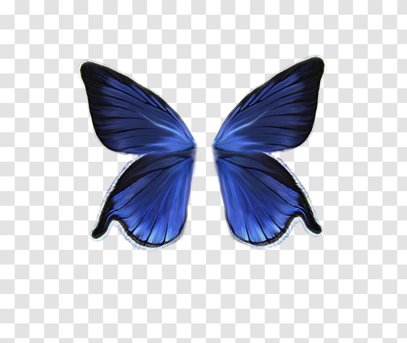 Butterfly Drawing - Insect Transparent PNG