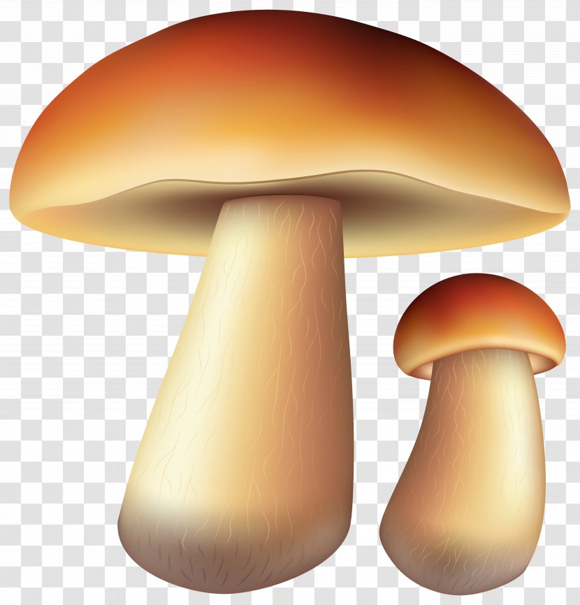 Edible Mushroom Oyster Fungus Pleurotus Eryngii - Chanterelle Transparent PNG